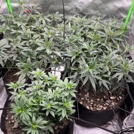 3 strain run will include Timelapse 👌