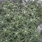 3 strain run will include Timelapse 👌
