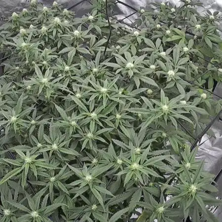 3 strain run will include Timelapse 👌
