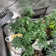 World breeders Hidden Vice