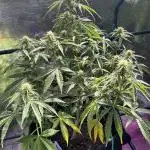 Royal Queen Seeds Quick One