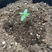 Hyperion F1 Timelapse at harvest