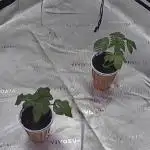 Mandarin cookies R3 Timelaps @ harvest