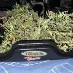 3 strain run will include Timelapse 👌
