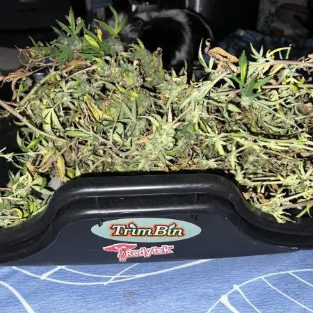 3 strain run will include Timelapse 👌