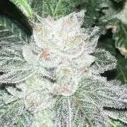 Mandarin cookies R3 Timelaps @ harvest