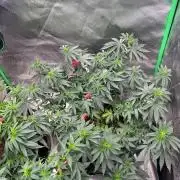 Ethos The Krux X GPA cookies #6
