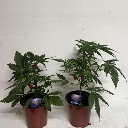 Sticky broccoli timelaps @ harvest