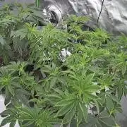 Mandarin cookies R3 Timelaps @ harvest