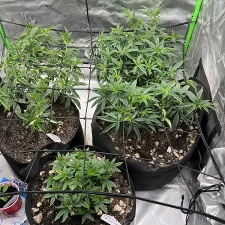 3 strain run will include Timelapse 👌