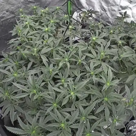 3 strain run will include Timelapse 👌