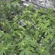 Mandarin cookies R3 Timelaps @ harvest