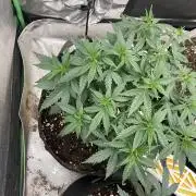 World breeders Hidden Vice