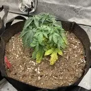 Ethos The Krux X GPA cookies #6