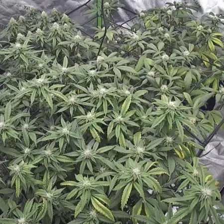 3 strain run will include Timelapse 👌