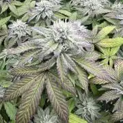 Mandarin cookies R3 Timelaps @ harvest