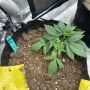 World breeders Hidden Vice