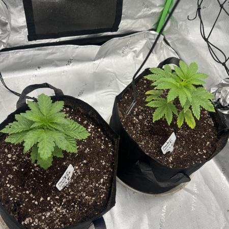 Mandarin cookies R3 Timelaps @ harvest