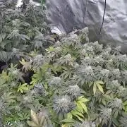 Mandarin cookies R3 Timelaps @ harvest