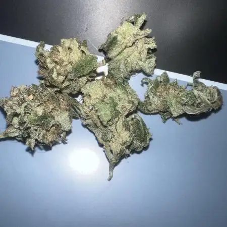 3 strain run will include Timelapse 👌