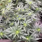 World breeders Hidden Vice