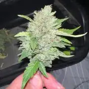 Hyperion F1 Timelapse at harvest