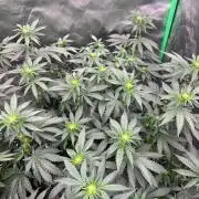 Ethos The Krux X GPA cookies #6