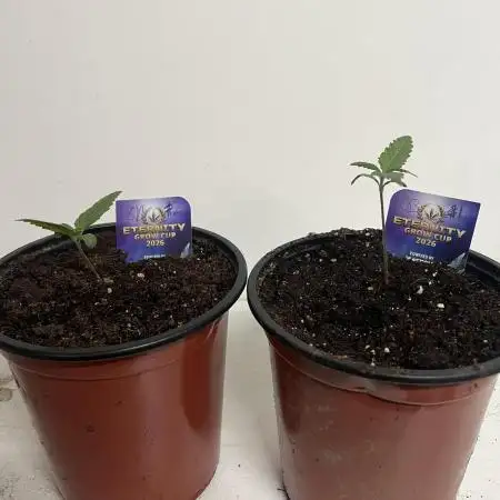 Sticky broccoli timelaps @ harvest