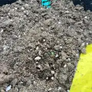 Mimosa x orange punch auto