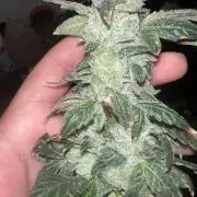 Mandarin cookies R3 Timelaps @ harvest