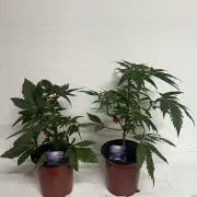 Sticky broccoli timelaps @ harvest