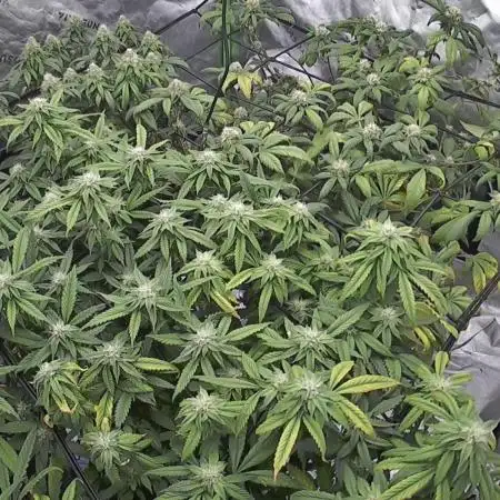 3 strain run will include Timelapse 👌