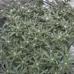 3 strain run will include Timelapse 👌