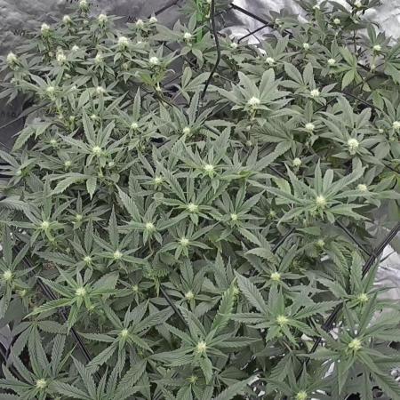 3 strain run will include Timelapse 👌