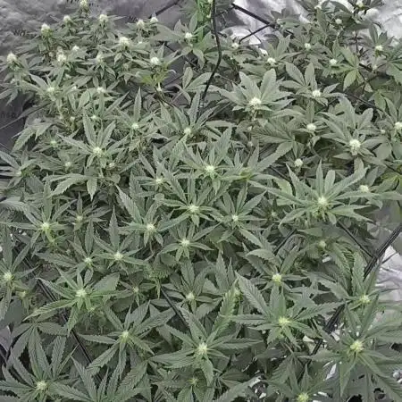 3 strain run will include Timelapse 👌