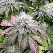 Mandarin cookies R3 Timelaps @ harvest