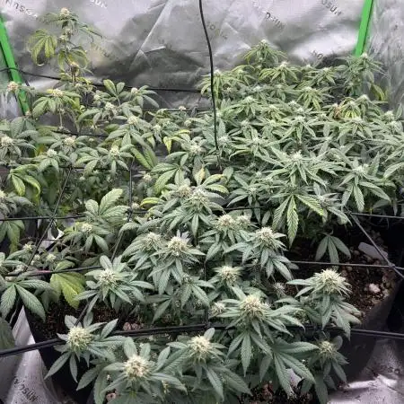 3 strain run will include Timelapse 👌