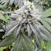 Mandarin cookies R3 Timelaps @ harvest