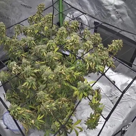 3 strain run will include Timelapse 👌