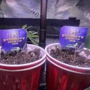 Sticky broccoli timelaps @ harvest