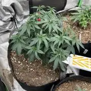 World breeders Hidden Vice