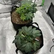 Mandarin cookies R3 Timelaps @ harvest