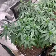World breeders Hidden Vice