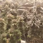 Ripper seeds + Royal Queen Seeds