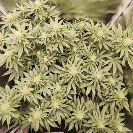 Ripper seeds + Royal Queen Seeds