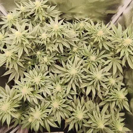 Ripper seeds + Royal Queen Seeds