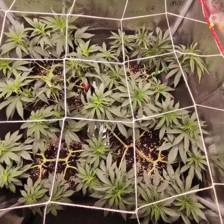 Ripper seeds + Royal Queen Seeds