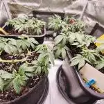 Ripper seeds + Royal Queen Seeds
