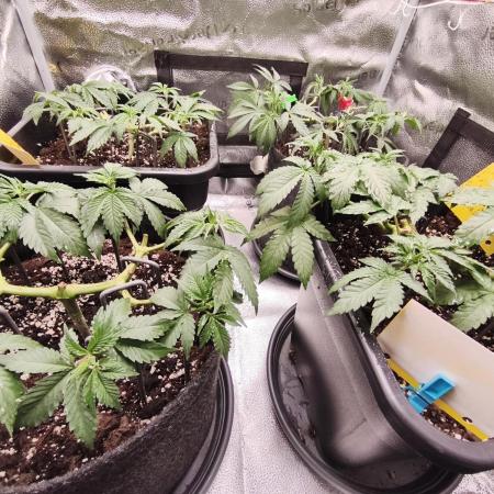 Ripper seeds + Royal Queen Seeds