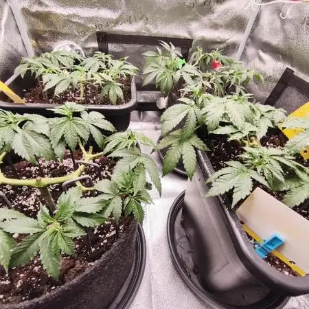 Ripper seeds + Royal Queen Seeds